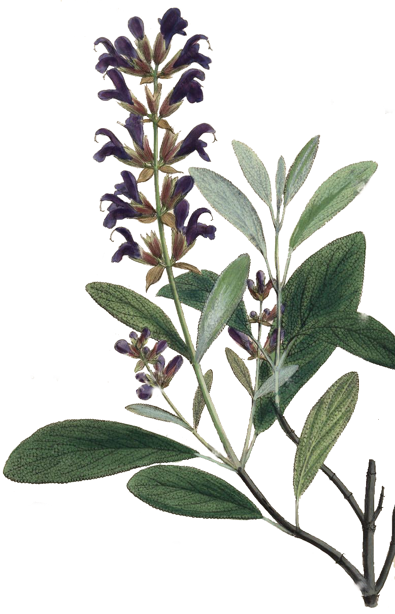 salviaoffi2