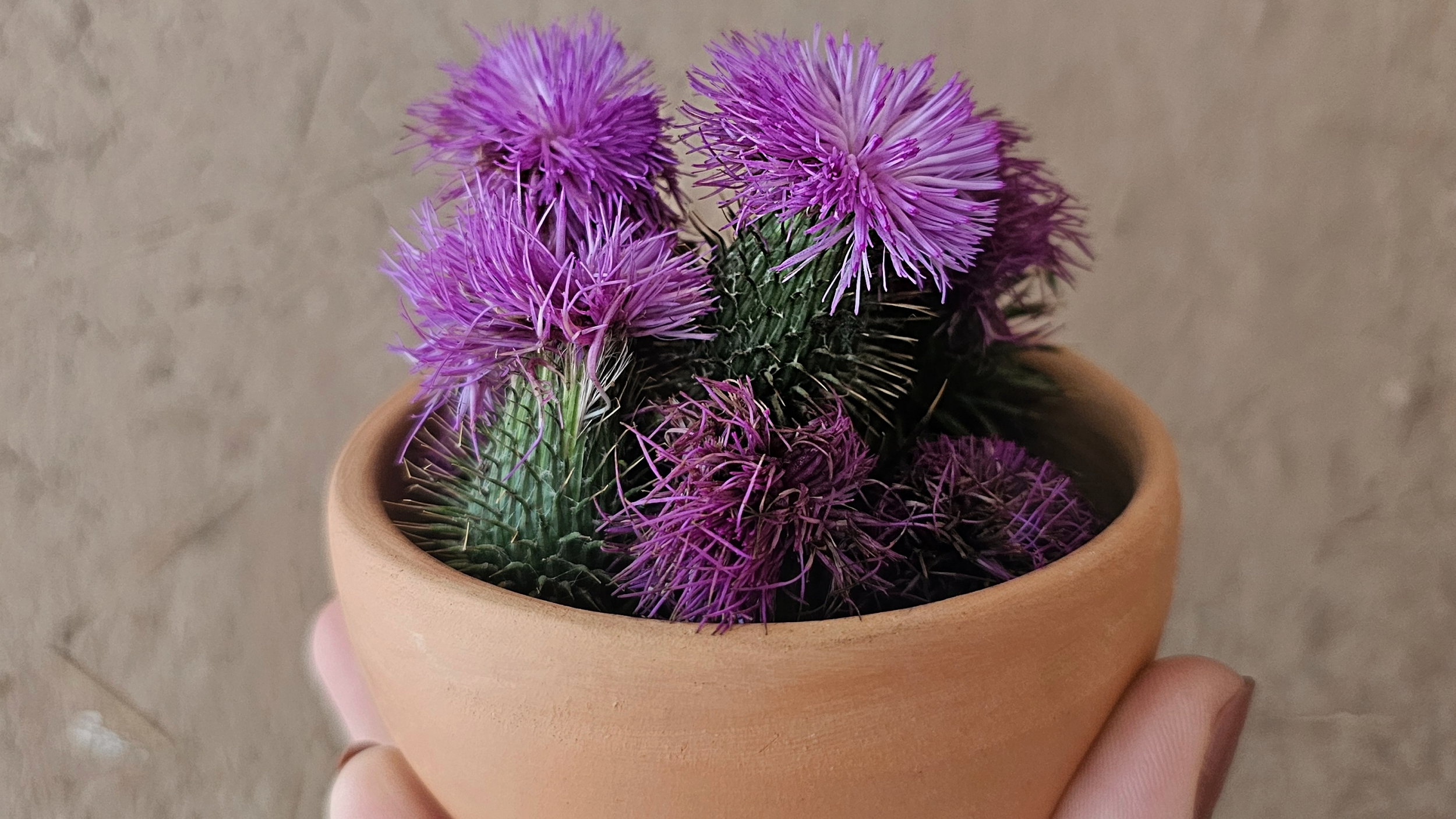 Botiquín Détox: Preparaciones medicinales & Guía de depuración