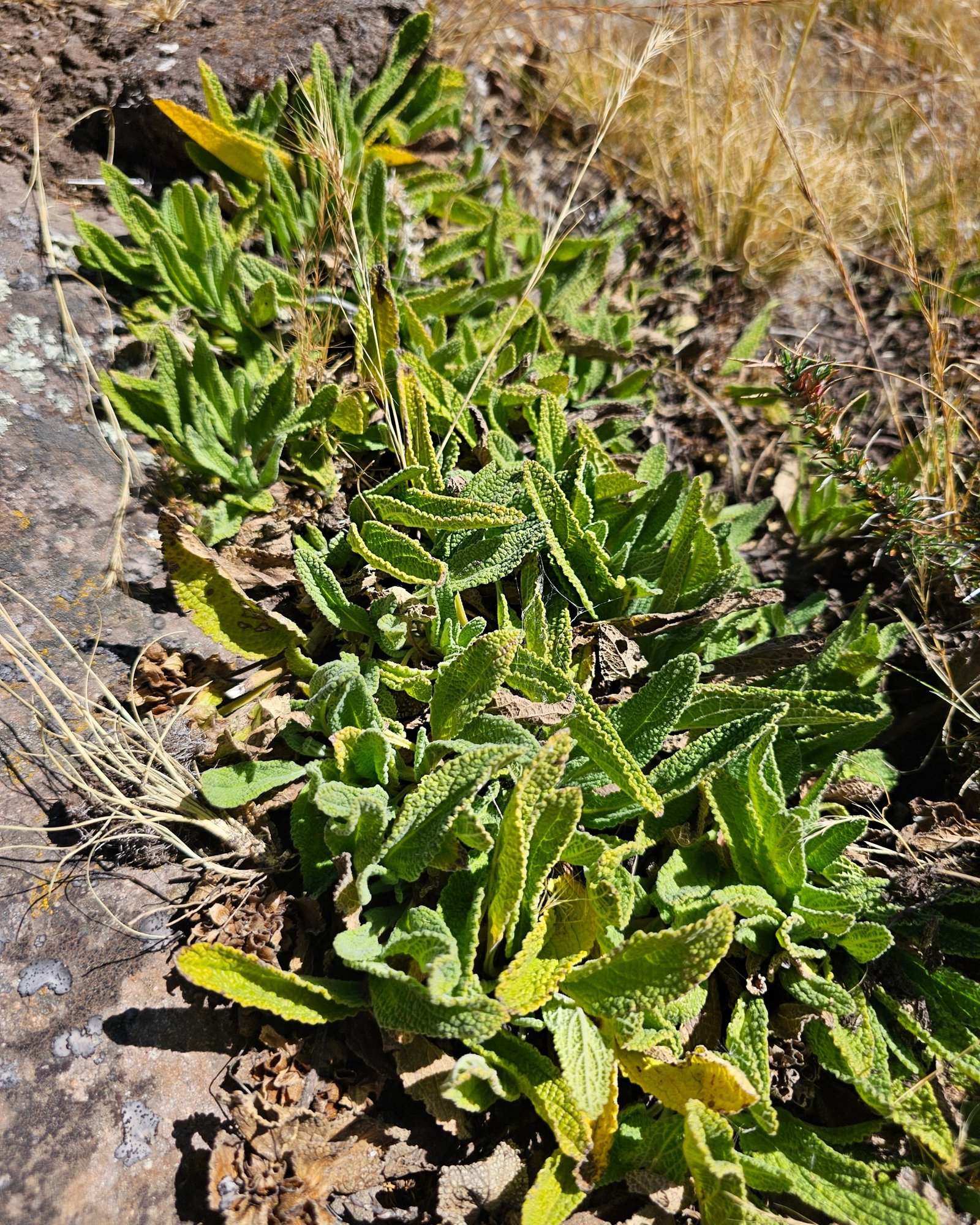Herbolaria cusqueña