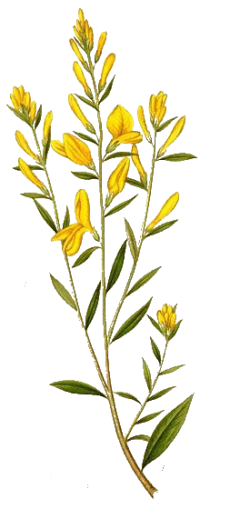 Herbolaria cusqueña